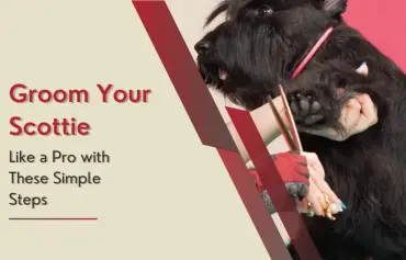 Grooming a Scottie Dog; Everything You Should Know About Grooming a Scottish Terrier